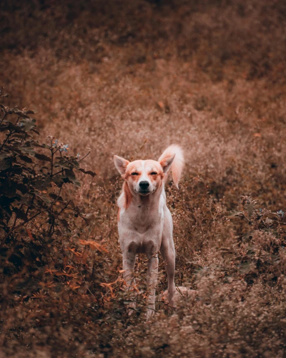 a dog is standing in the middle of a field