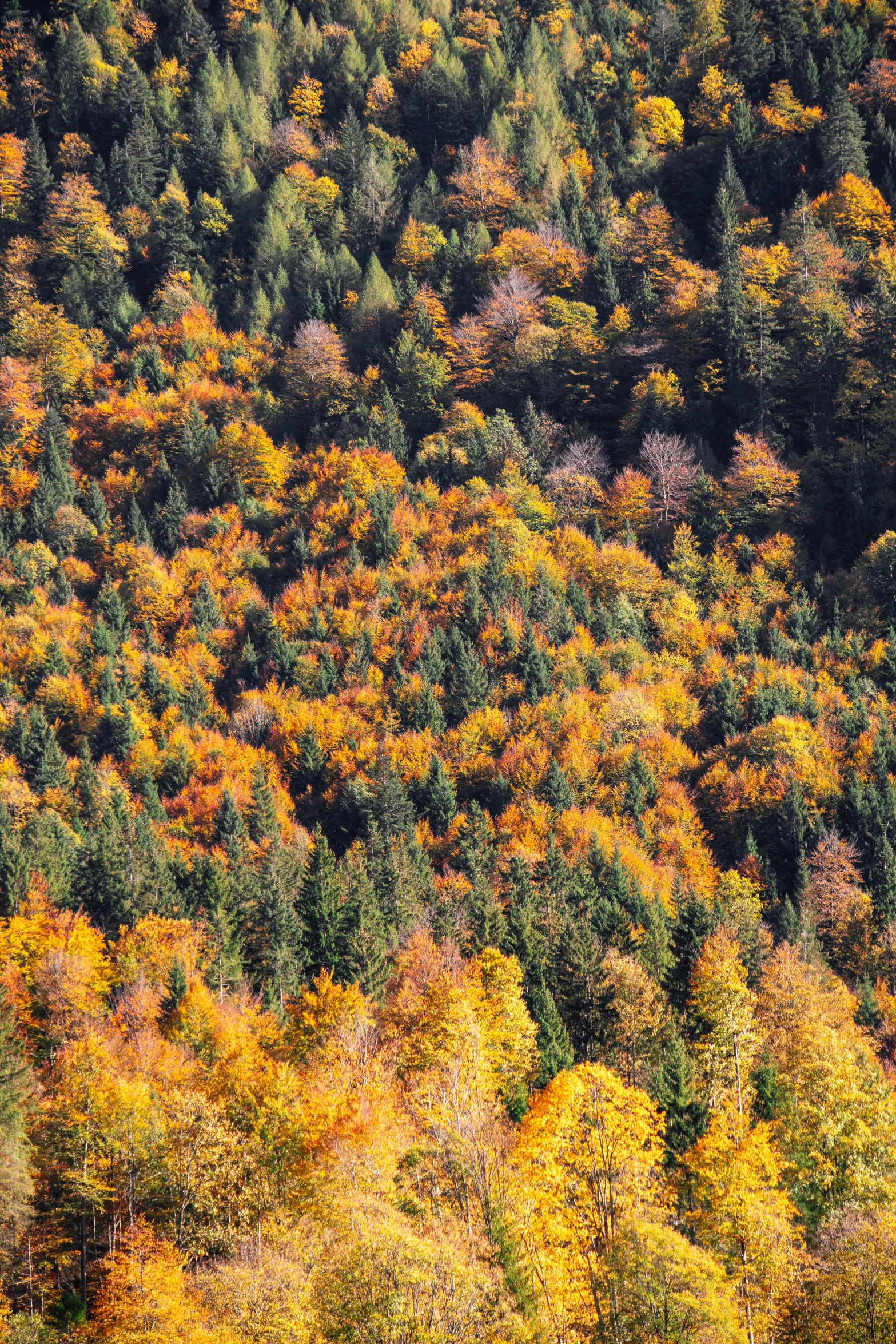 a forested area with many trees in autumn