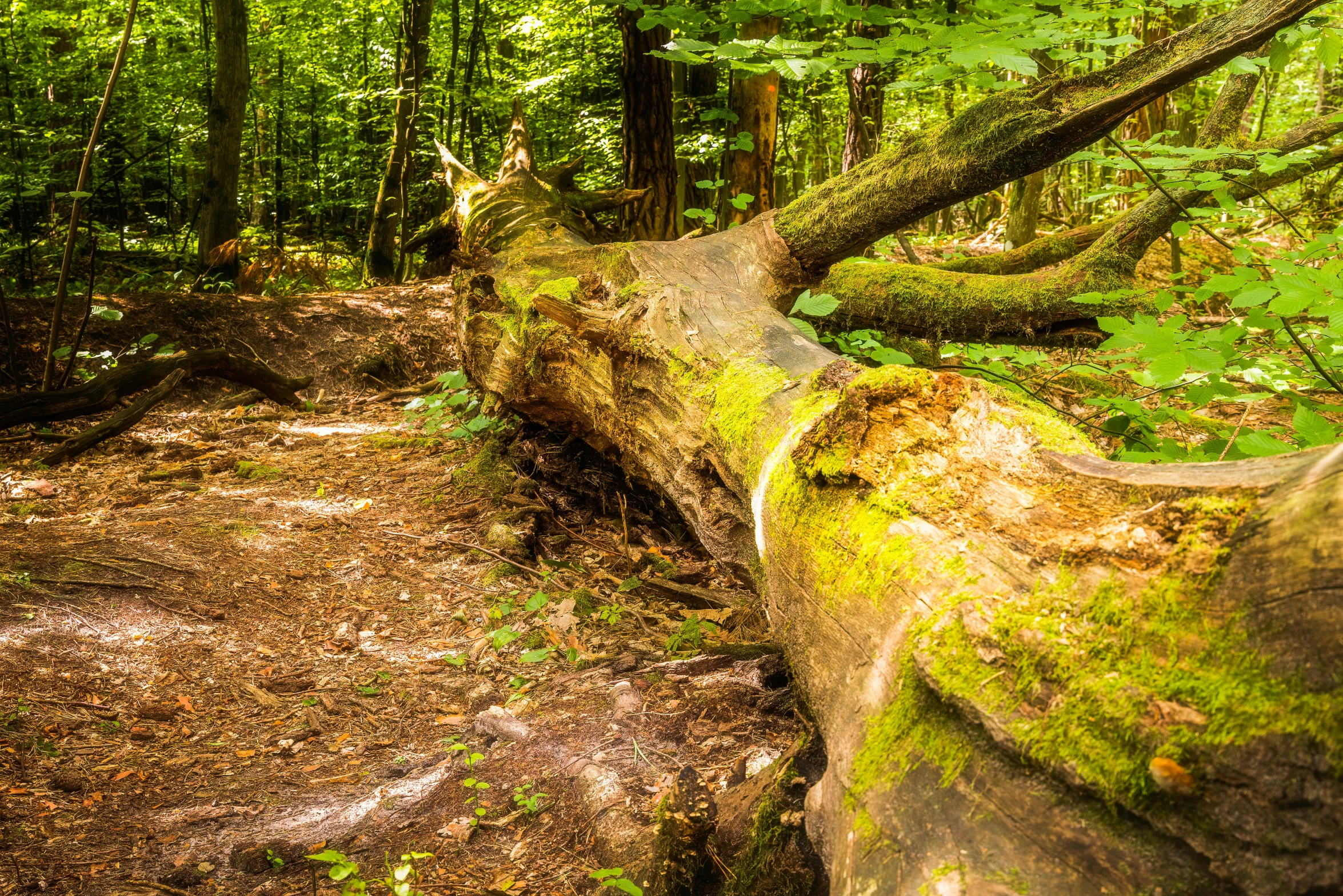 the trunk of a tree with no leaves lies on a path through the green woods