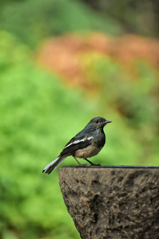 a small bird perched on top of a concrete block
