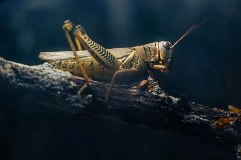 an insect with a striped head and white body