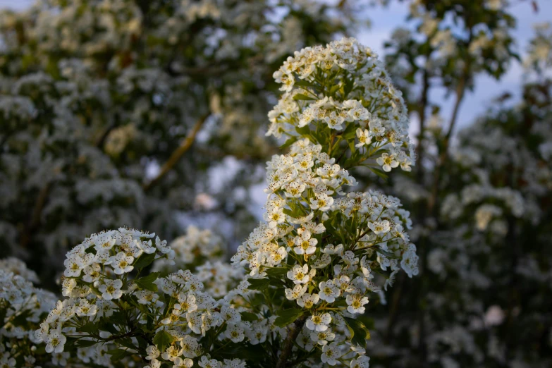 white flowers bloom on trees with the sky in the background