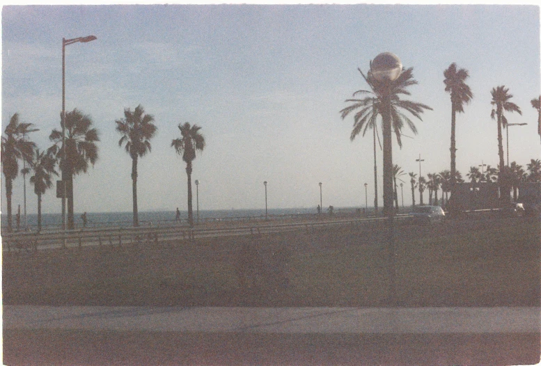 many trees and street lights in a park