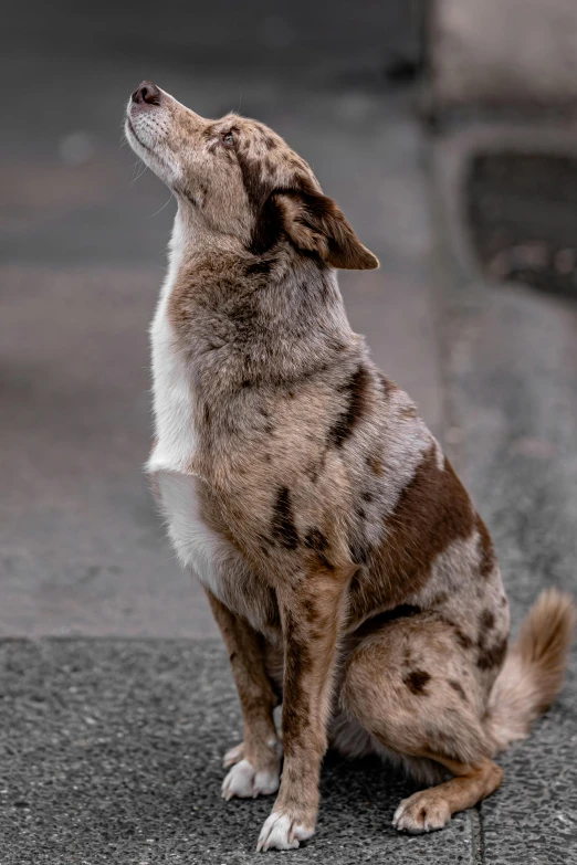 a dog standing on its hind legs with it's head up and eyes closed