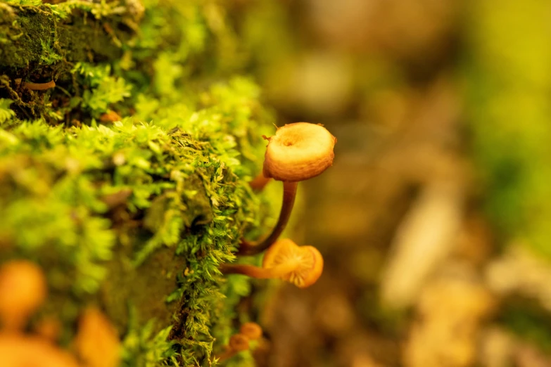 the tiny mushroom looks like it's smiling from the moss