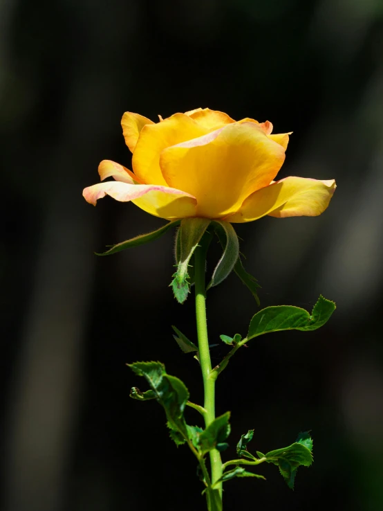 a yellow rose with a bud is in its center