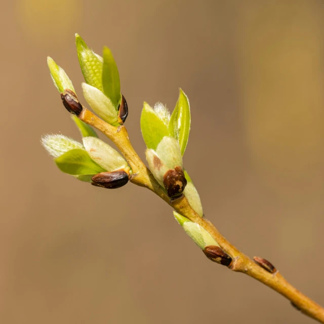 buds on the top of a twig