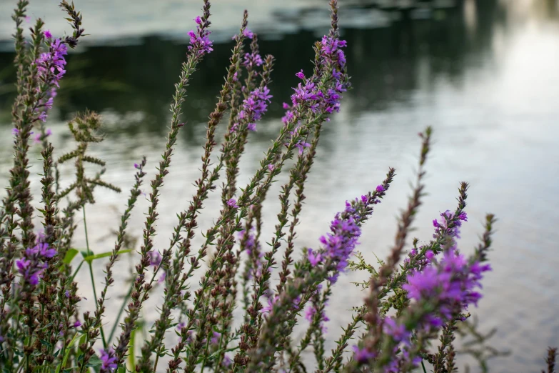 purple flowers bloom on a pond next to the dock