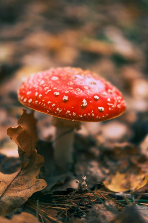 a red and white mushroom sitting on top of leaves