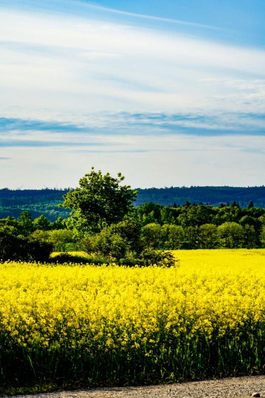 a large field of yellow flowers that are next to a road