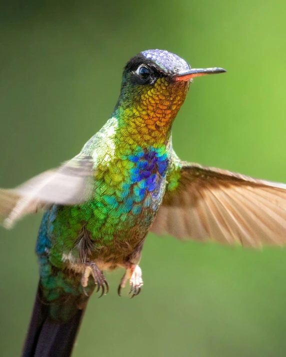 a bird with an intricate design and colorful feathers