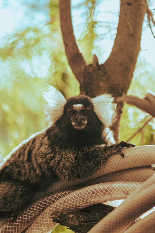 a monkey with a weird haircut sits in the tree