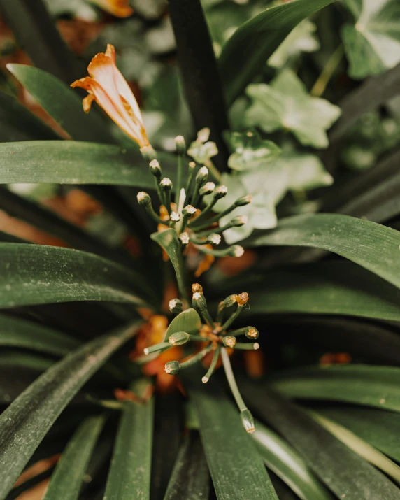 a plant with small buds and tiny yellow flowers