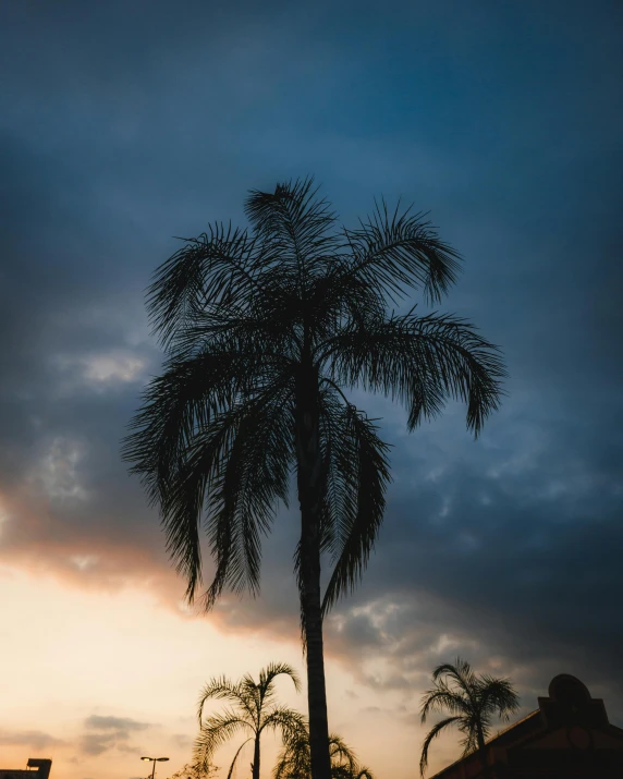 a small palm tree against a dark sky at twilight