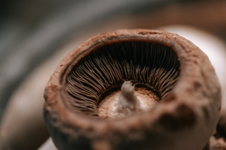 the small shell of the mushroom has a large brown center