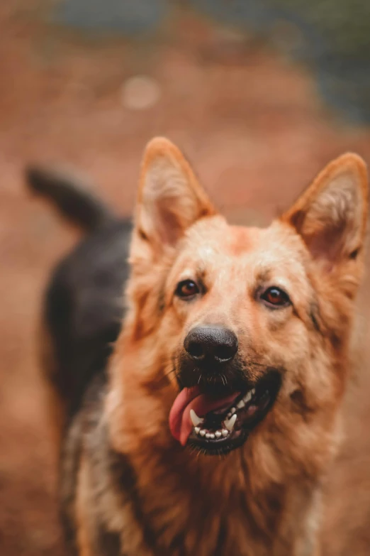 a dog with a toothy smile on its face