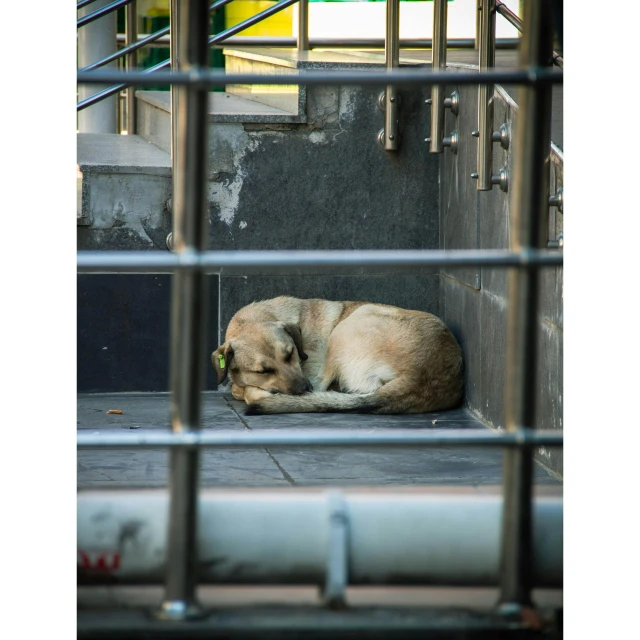 a sleeping dog is in an enclosure with a green ball