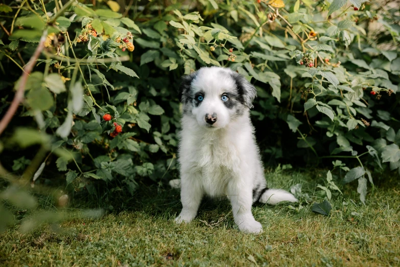 a dog with blue eyes standing in a field near a bush