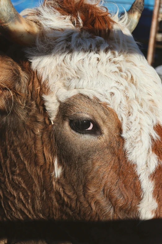 a closeup s of a brown and white cow