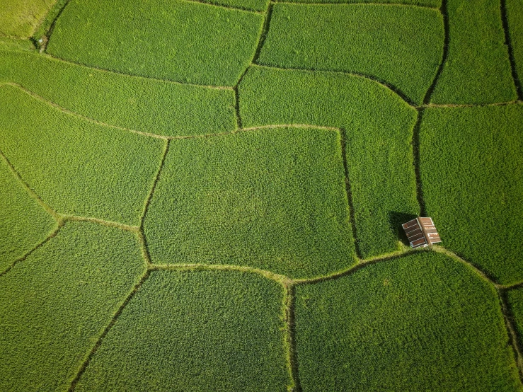 a lone house in a green field with no leaves