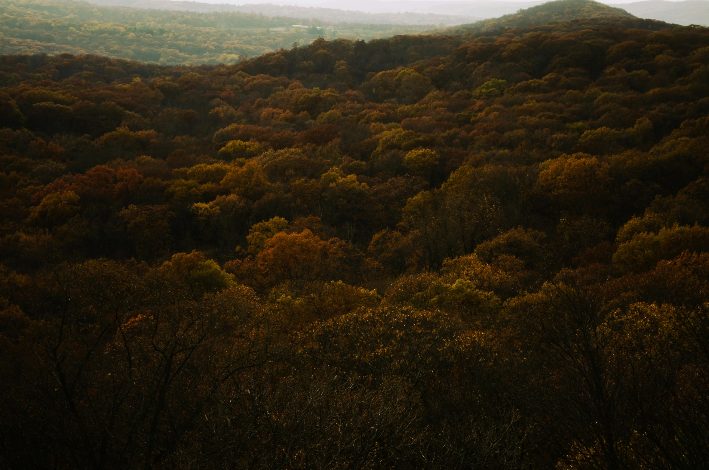 the trees are covered in green and yellow leaves