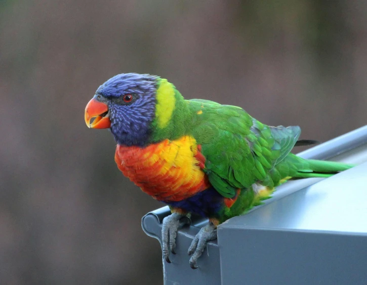 the colorful bird is perched on the roof