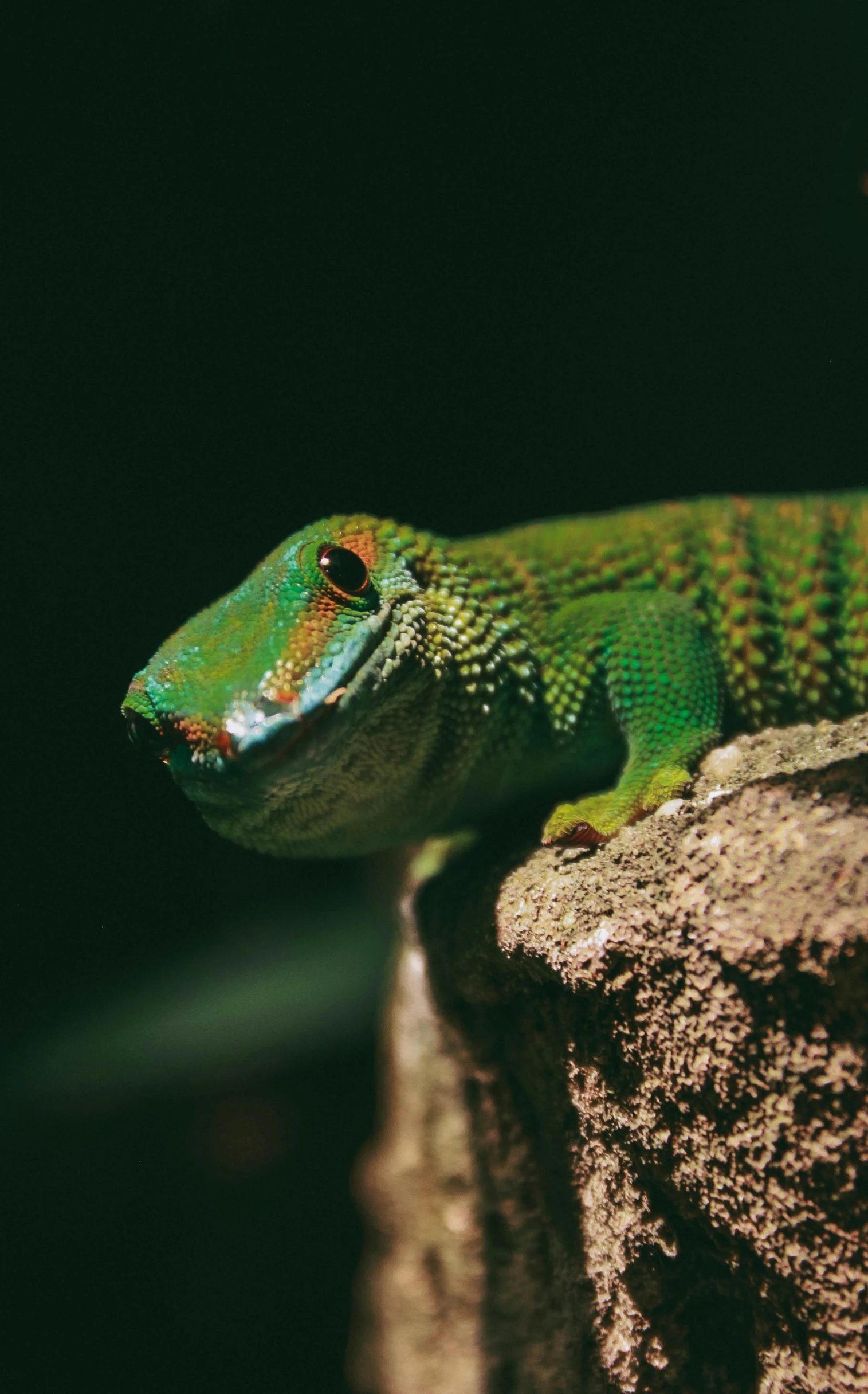 a lizard that is standing on some rock