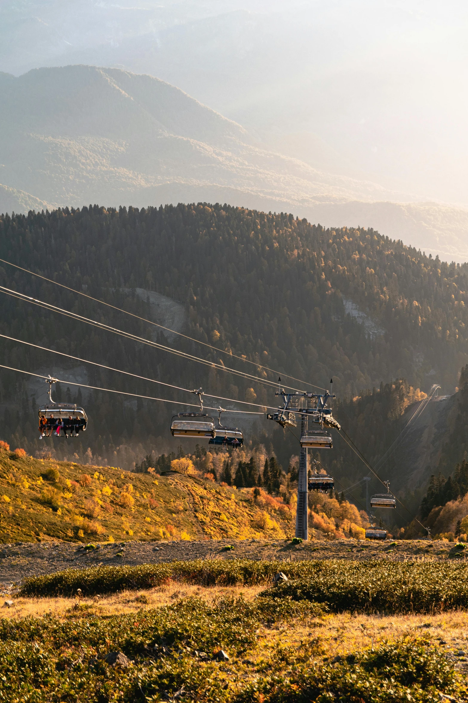 a group of large trees and a mountain