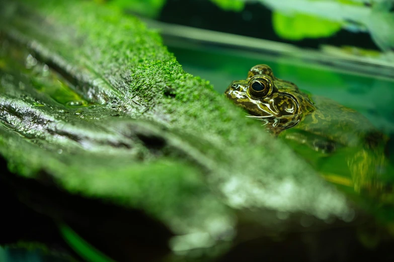 a frog is sitting on the green leaves