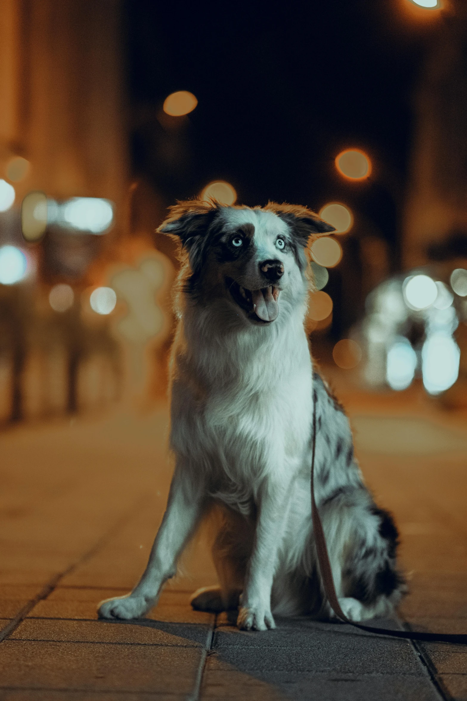 a dog sits on the side of a city street at night