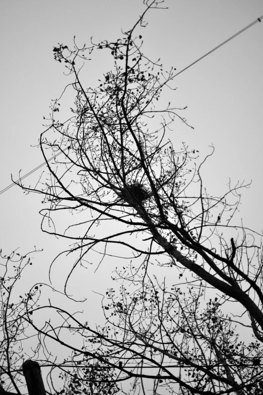 some bare nches against a cloudy sky with a stop sign at the top