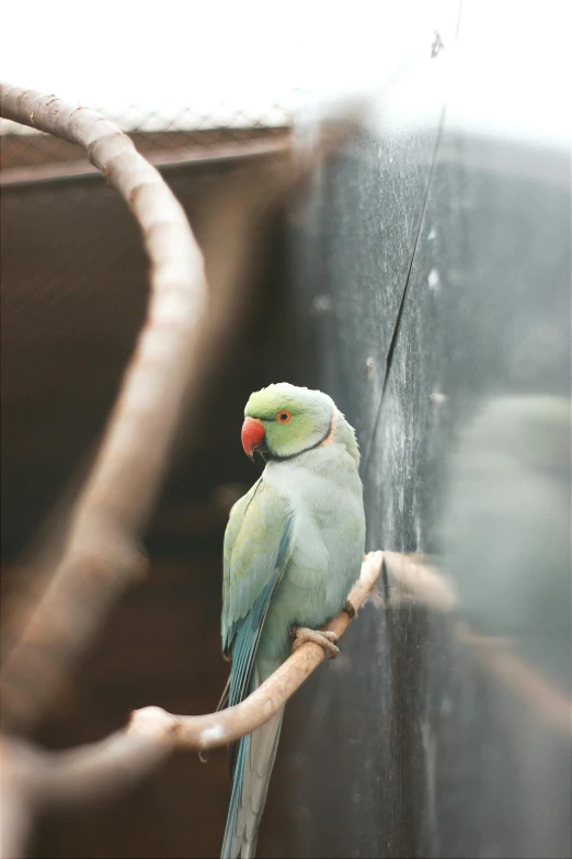 the bird has a red beak, perched on the nch