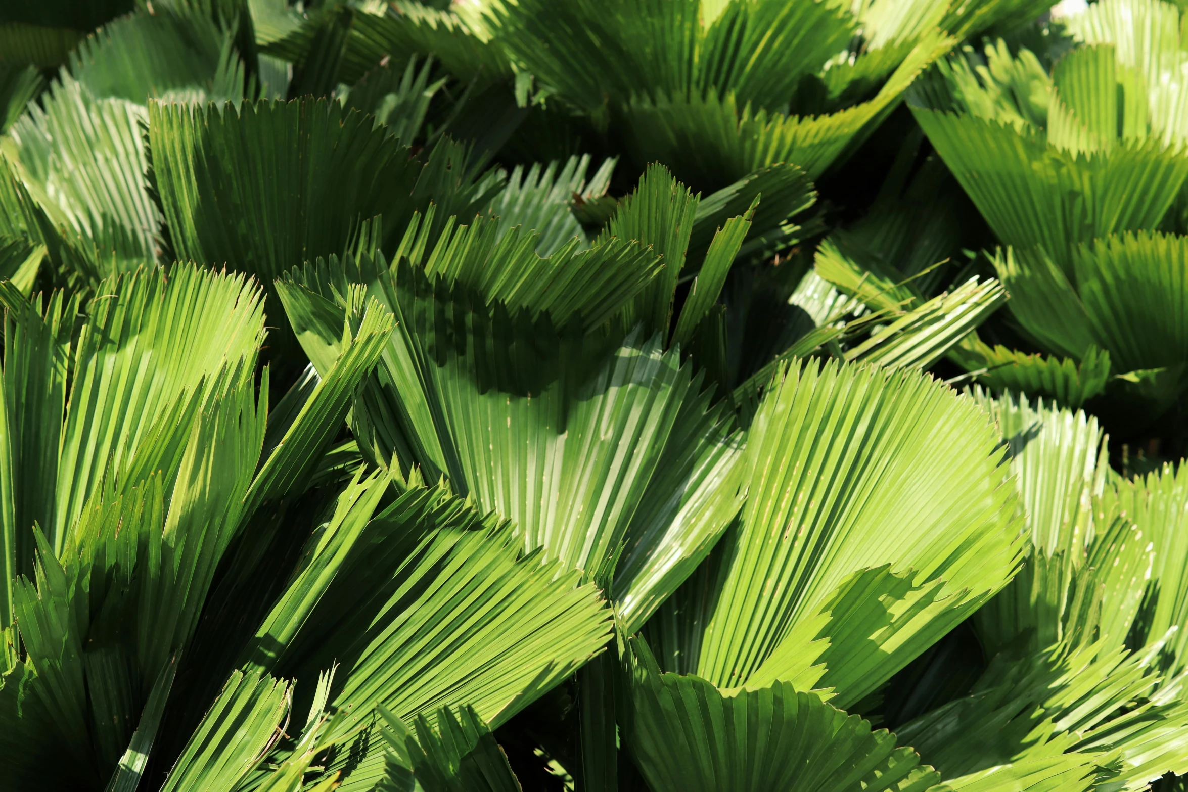 large green leaves have thin, pointed stems