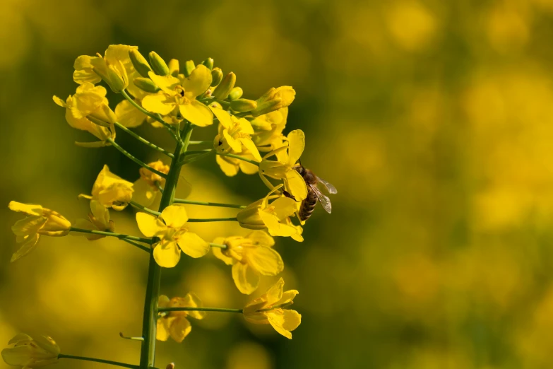 a bee sitting on top of a yellow flower