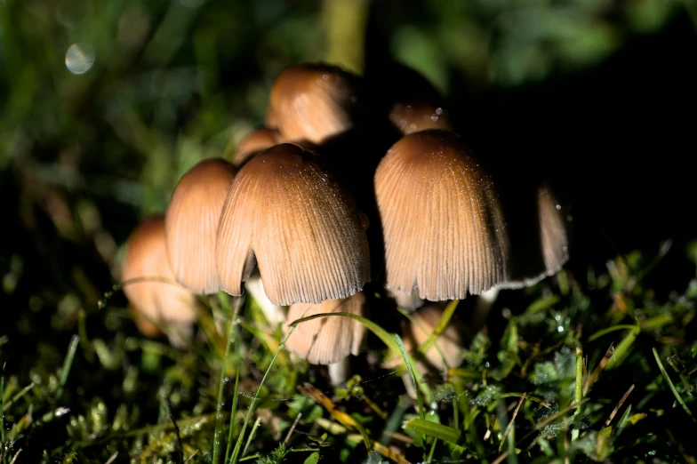 a close up of small mushrooms on a field of grass