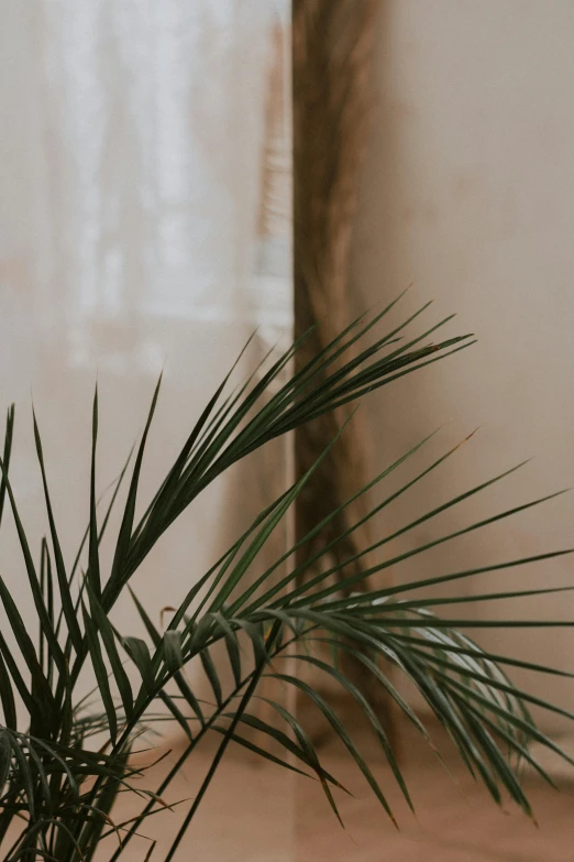 a green plant that is on top of a wooden table