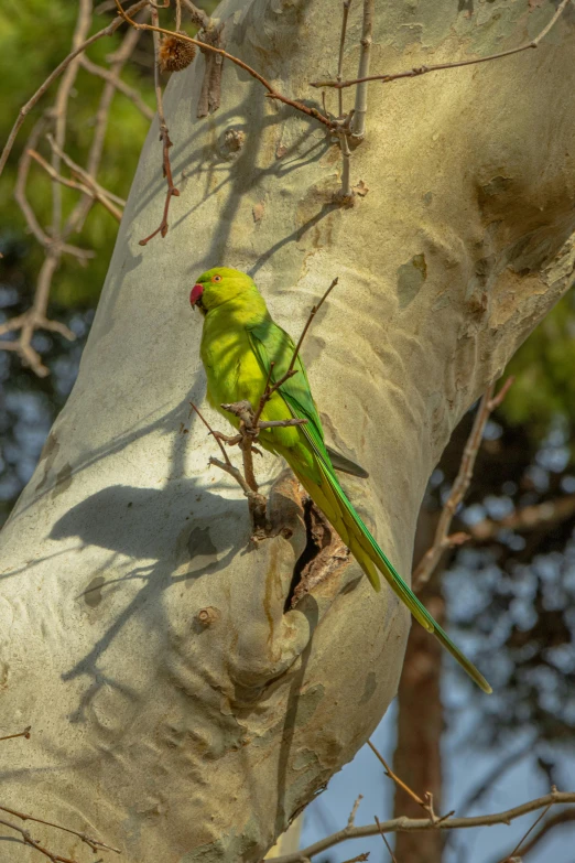 a parrot is sitting on the nch of a tree