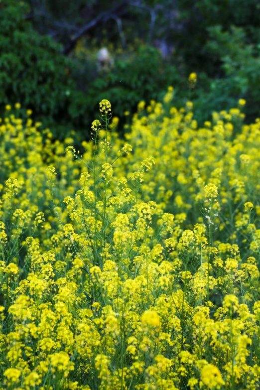 an image of a very big field of flowers