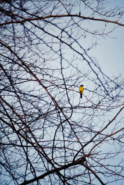 a bird is sitting on top of a tree