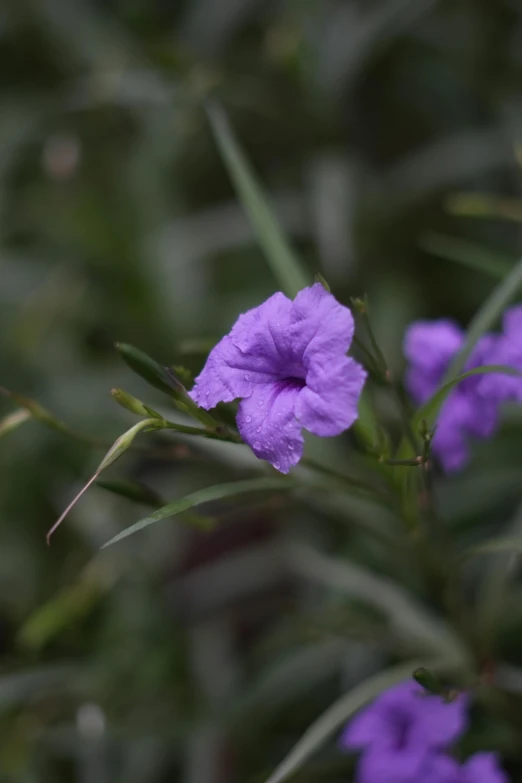 the flowers are purple with green leaves