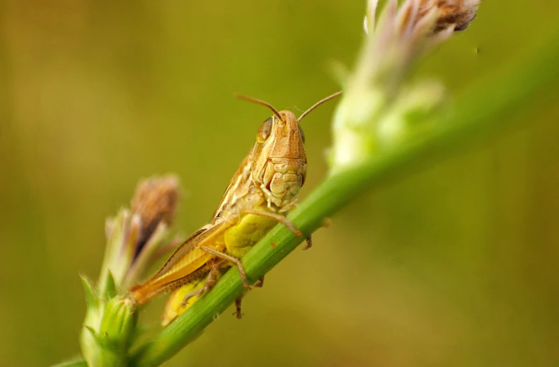 a grasshopper sitting on a green plant