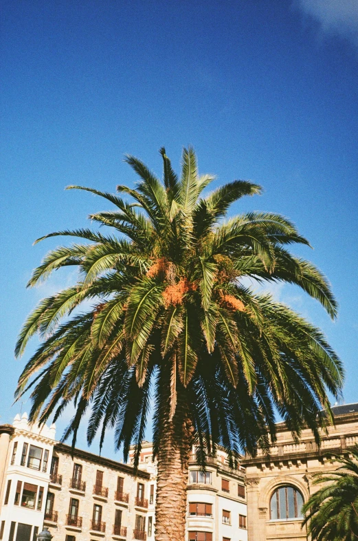 a palm tree in a plaza outside an apartment building