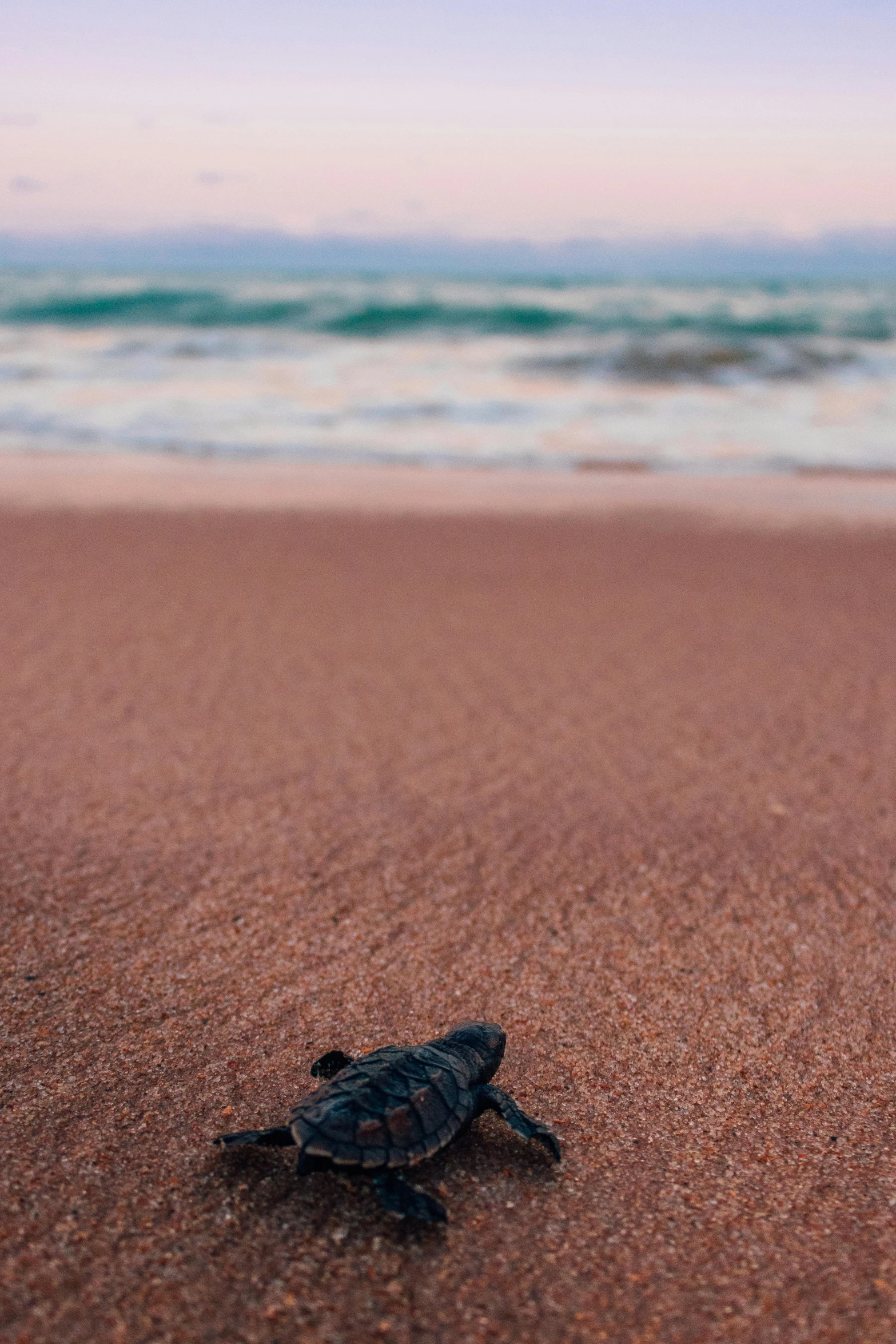 a baby turtle walking along the sand