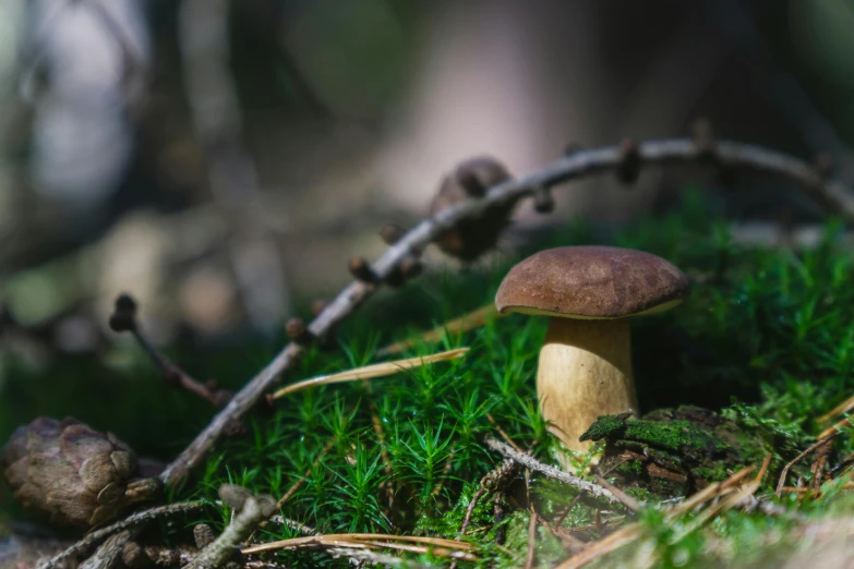 a mushroom that is growing on the ground