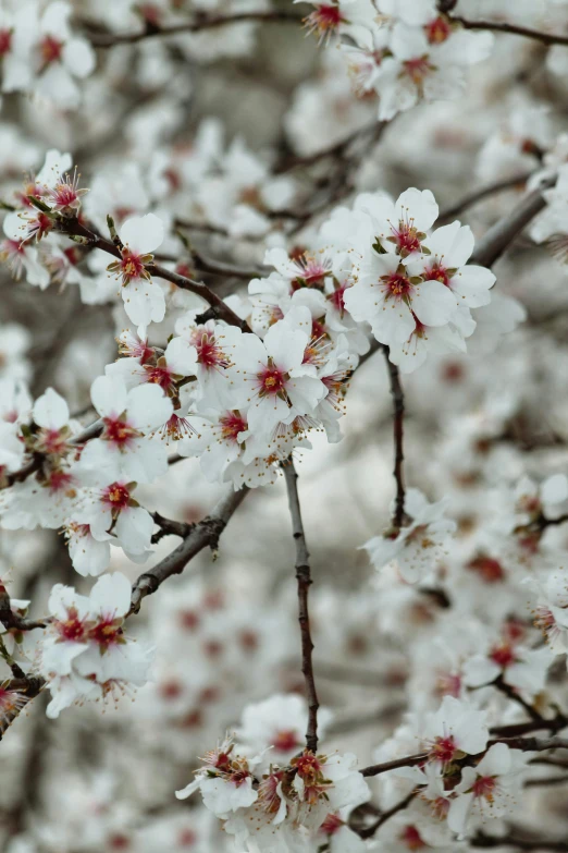 close up of an apple tree with white flowers