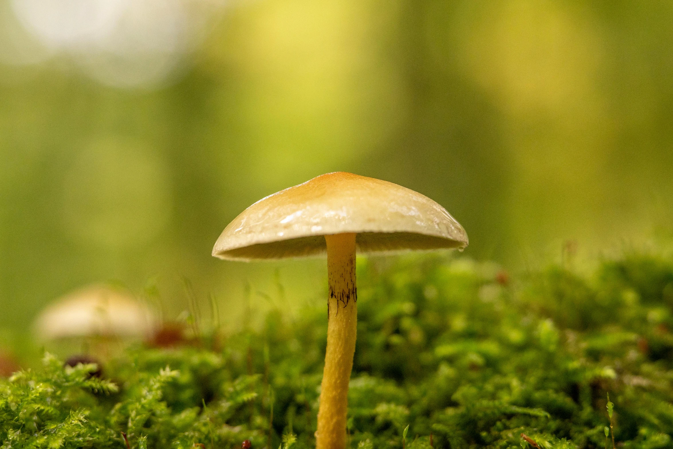 a small mushroom sits on the moss covered ground