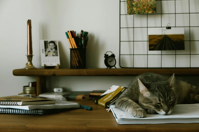 a cat laying down on a desk, with its face close to a book