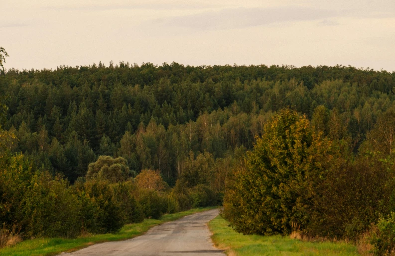 the road is surrounded by trees and lush green grass