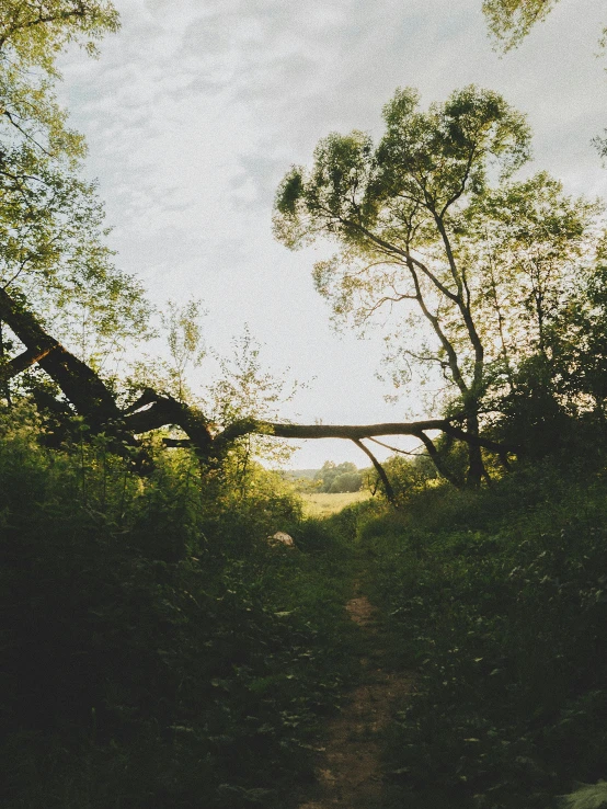 the sun shines brightly over a leafy, green landscape