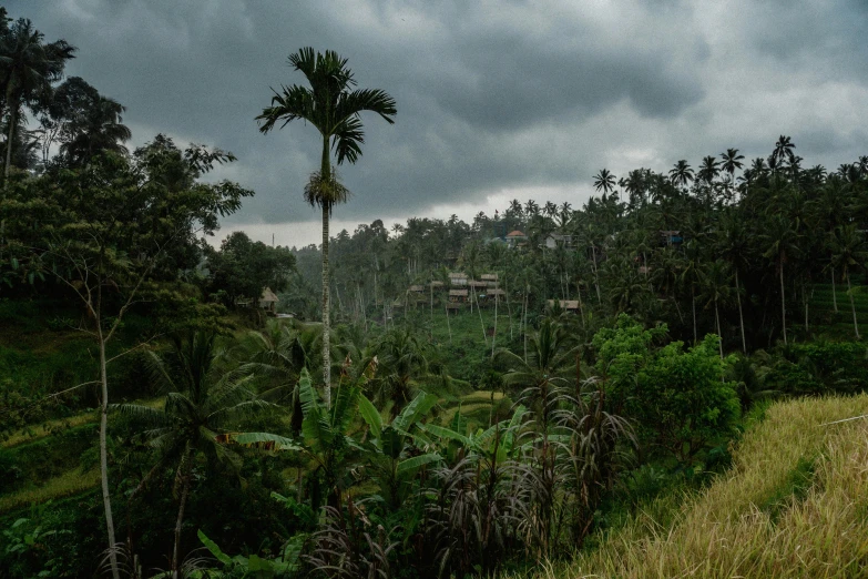 rain falling down over a grassy hillside on a jungle